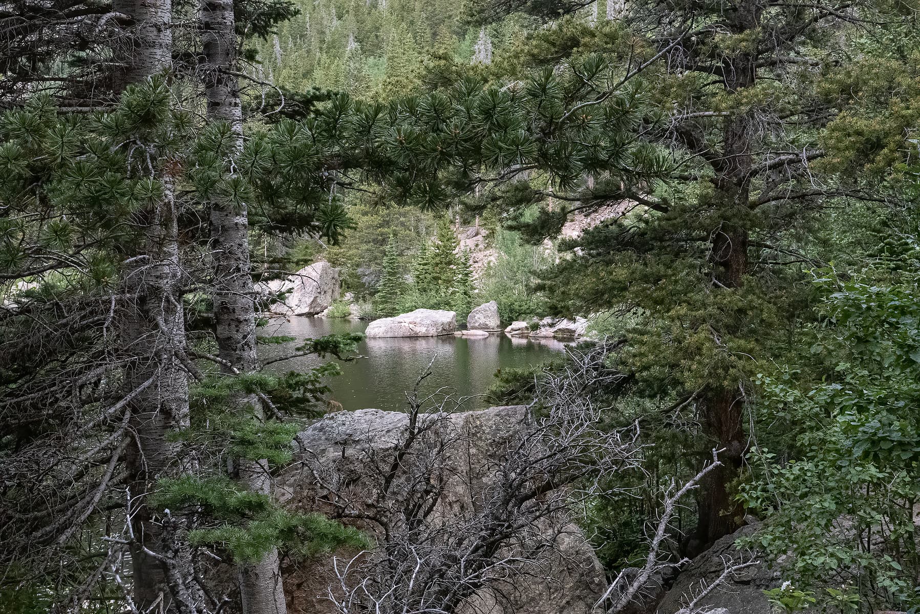 Lakeview framed by trees in Rocky Mountain National Park, travel photography, pine trees